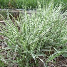 Фалярис тростниковый Фессей
