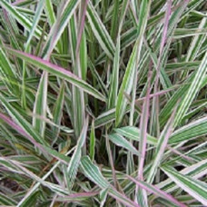 Фалярис тростниковый Сноу Пинк