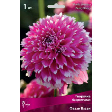 Георгина Фаззи Ваззи (бахромчатая)