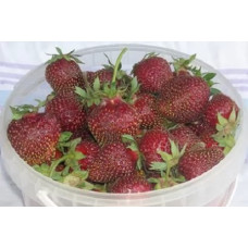 Земляника (клубника) садовая Фейерверк