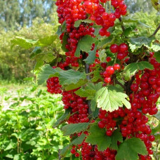 Смородина красная Фертоди