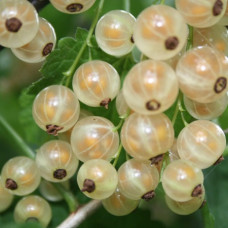 Смородина белая Белая Фея