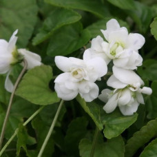 Фиалка (виола) душистая Рен де Блёнш  