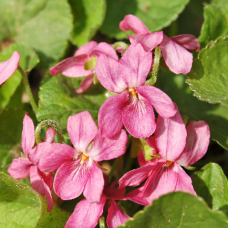 Фиалка (виола) душистая Розеа 