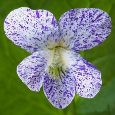 Фиалка (виола) сестринская Фреклс  