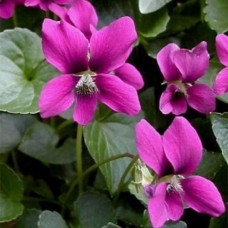 Фиалка (виола) сестринская Рубра  