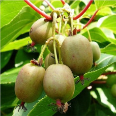 Актинидия аргута Фигурная