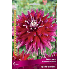 Георгина Гранд Финаль (полукактусовая)
