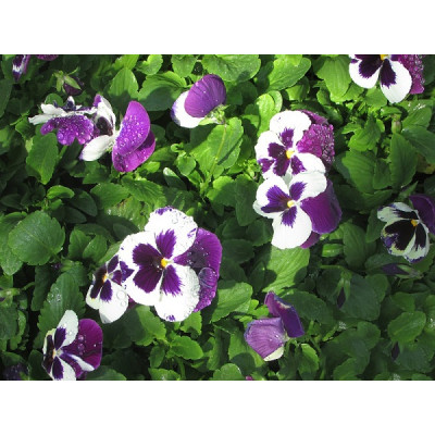 Рассада виолы Фиолетово-белый микс (1 шт)