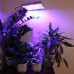 Фито-Панели светодиодные для досветки растений