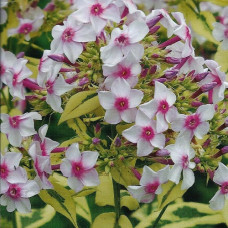 Флокс метельчатый Дарвинс Джойс  