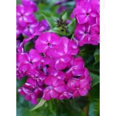 Флокс Бамбини Дизайр (метельчатый)