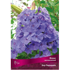 Флокс Блу Парадайс (метельчатый)