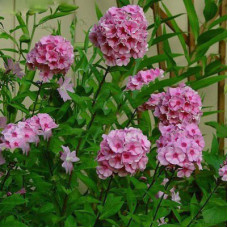 Флокс Брайт Айз (метельчатый)