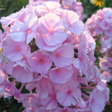 Флокс метельчатый Цвет Яблони  