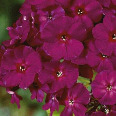 Флокс метельчатый Далила  