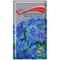 Флокс друммонда Красотка в голубом