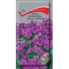 Флокс друммонда Промис лиловый