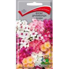 Флокс друммонда Сесилия
