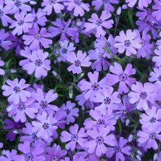 Флокс шиловидный Эмералд Кьюшн Блю  