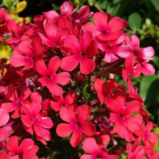 Флокс метельчатый Эрли Церайз  