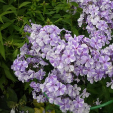 Флокс метельчатый Гжель  