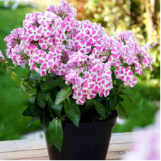 Флокс Бамбини Кэнди Краш (метельчатый) 