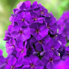 Флокс метельчатый Кинг  