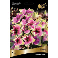 Флокс Майкс Чойс (метельчатый)