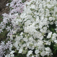 Флокс шиловидный Майшнее  