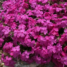 Флокс шиловидный МакДаниэлс Кьюшн  