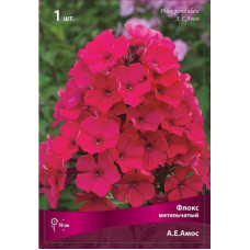 Флокс А.Е.Амос (метельчатый)