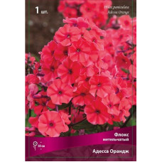 Флокс Адесса Ориндж (метельчатый)