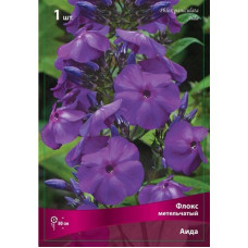 Флокс Аида (метельчатый)