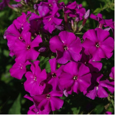 Флокс метельчатый Аида