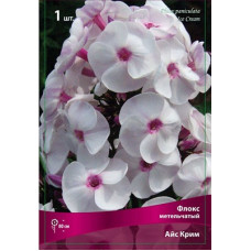 Флокс Айс Крим (метельчатый)