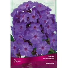 Флокс Аметист (метельчатый)