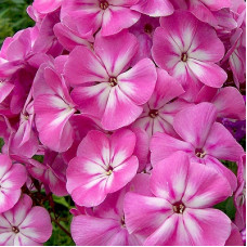 Флокс Анастасия (метельчатый, российская селекция)