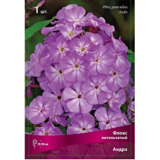 Флокс Андрэ (метельчатый)