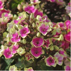 Флокс метельчатый Ауреоле