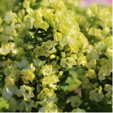 Флокс метельчатый Бабье лето