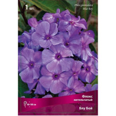 Флокс Блу Бой (метельчатый)
