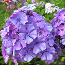 Флокс метельчатый Блу Парадайз