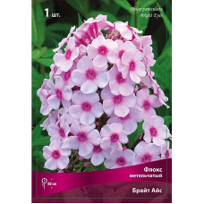 Флокс Брайт Айс (метельчатый)