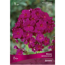 Флокс Далила (метельчатый)