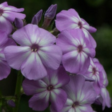 Флокс метельчатый Дэвидс Лэвенде