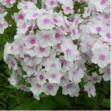 Флокс метельчатый Европа