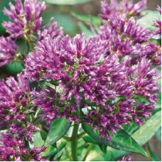 Флокс метельчатый Фэнси Филингс