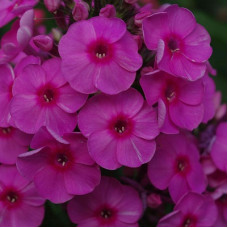 Флокс метельчатый Фондант Фэнси