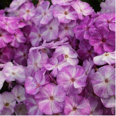 Флокс Фрекл Блу Шейдз (метельчатый)